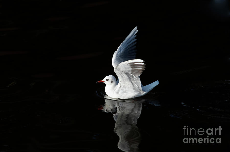 Gull on the water Photograph by Michal Boubin
