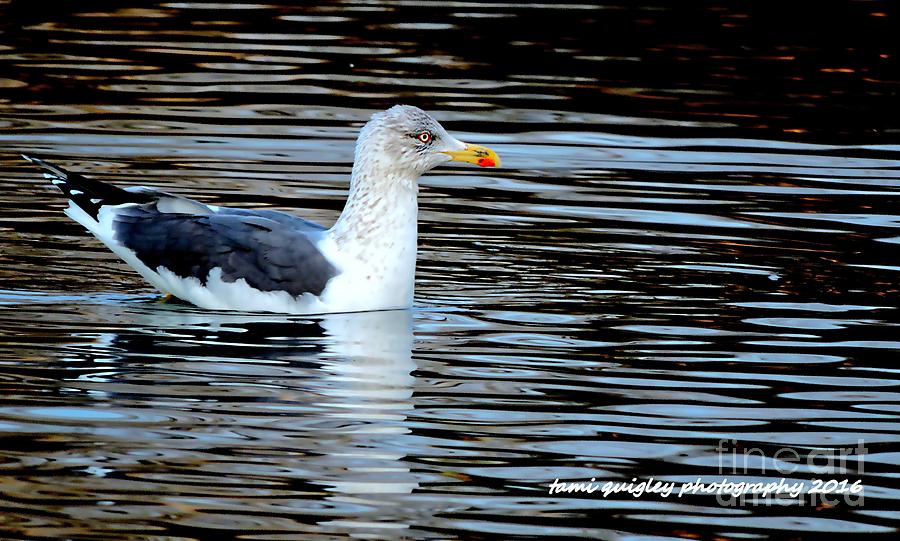 Gull On Winters Pond  Photograph by Tami Quigley
