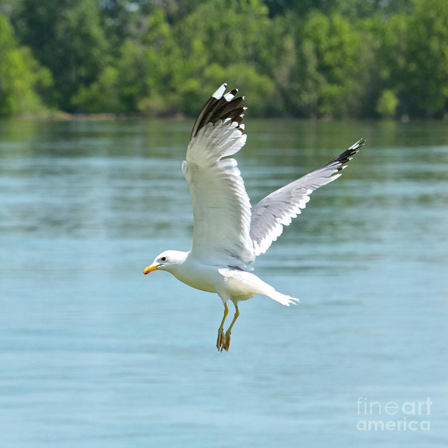 Gull over Blue Water Photograph by Carol Groenen