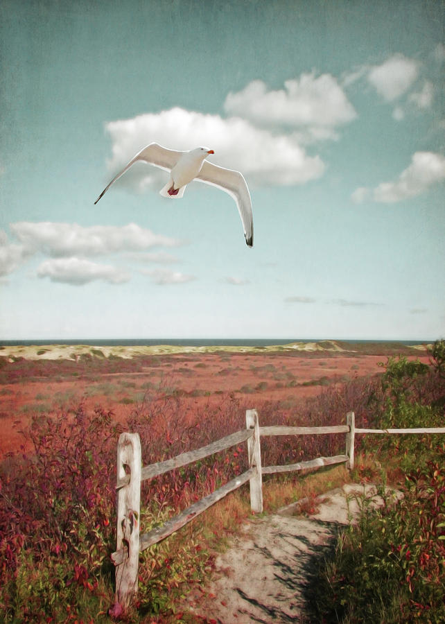 Gull Over Provincelands Trail, Cape Cod Photograph by Brooke T Ryan