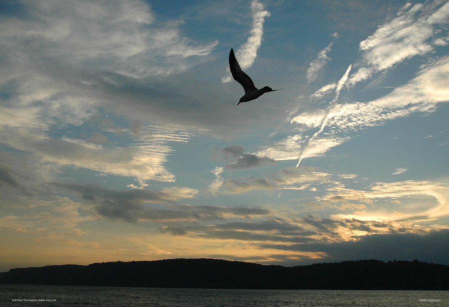 Gull Over The Hudson Photograph by Frank Mari
