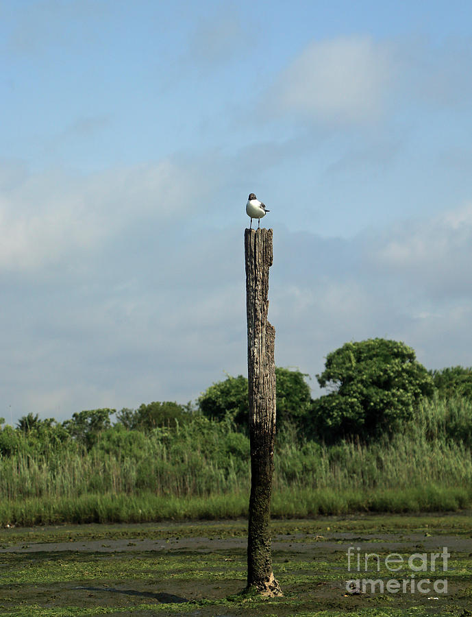 Gull Perch Photograph by Mary Haber