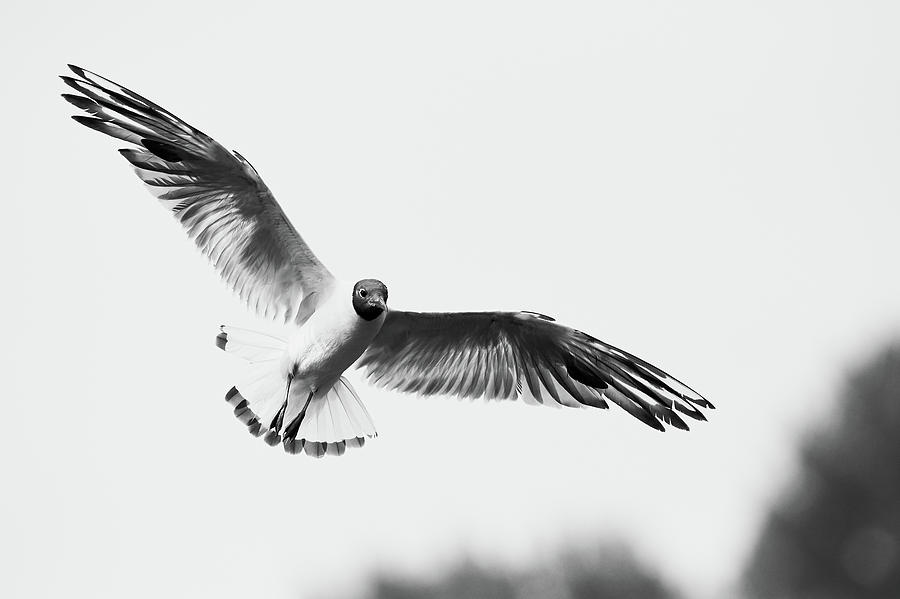 Gull photographed in black and white Photograph by Andrea Marzorati ...