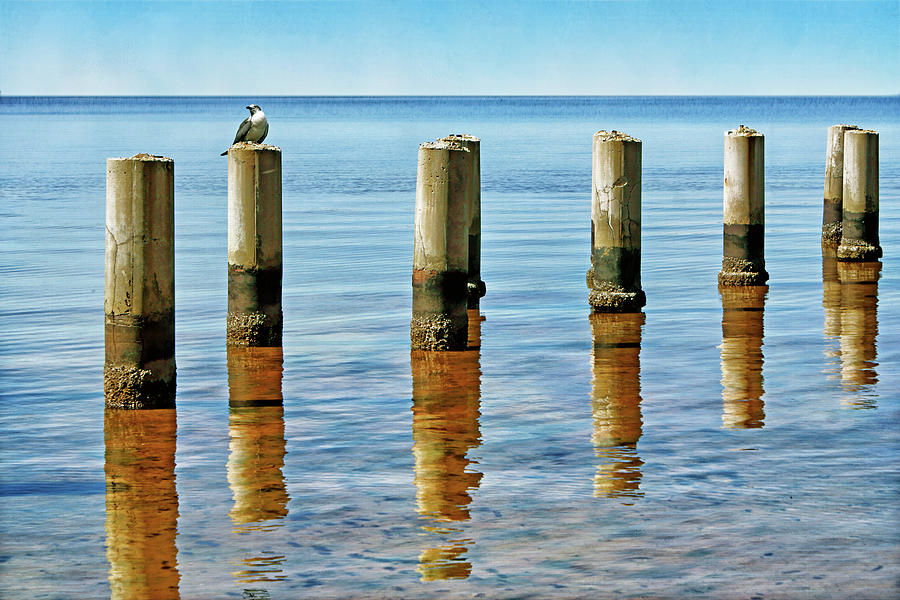 Gull - Post Photograph by Nikolyn McDonald