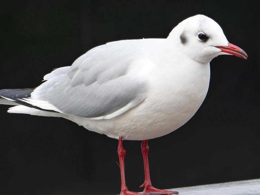 Gull profile Photograph by Margaret Brooks
