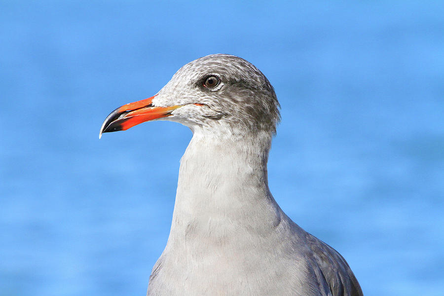 Gull Profile Photograph by Shoal Hollingsworth