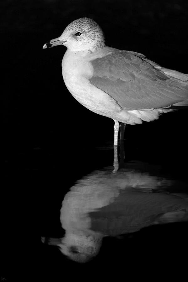 Gull Reflect Photograph by Karol Livote