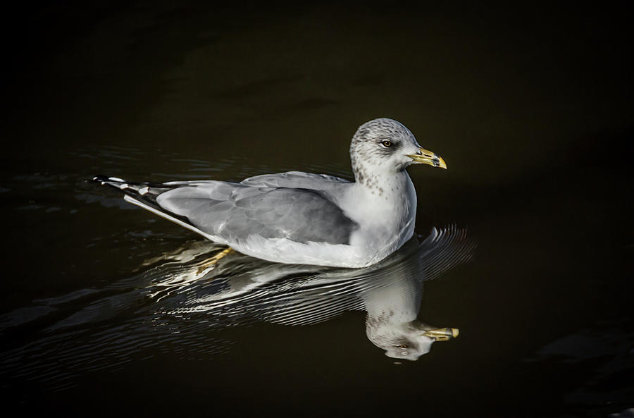 Gull Reflecting Photograph by Ray Congrove
