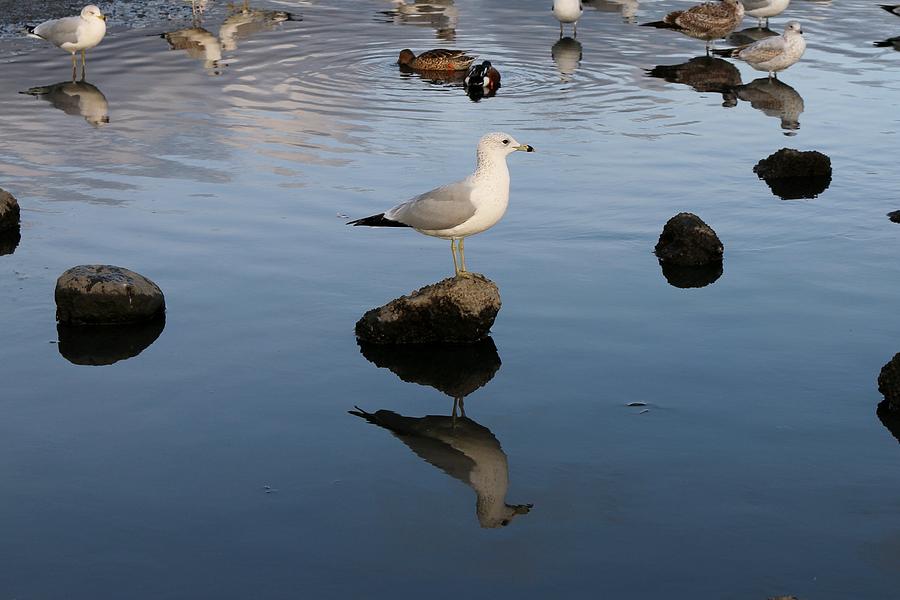 Gull Reflections  Photograph by Christy Pooschke