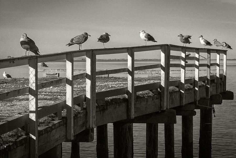 Gull Row Photograph by Bud Simpson