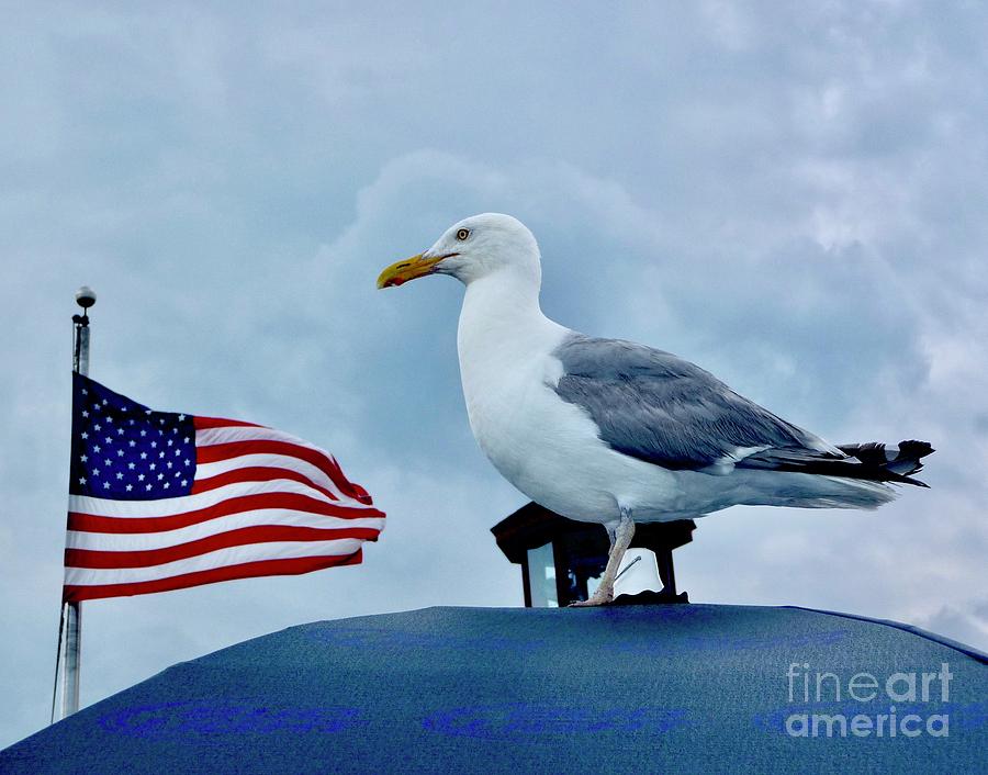 Gull Salut to the Flag Photograph by Margie Avellino