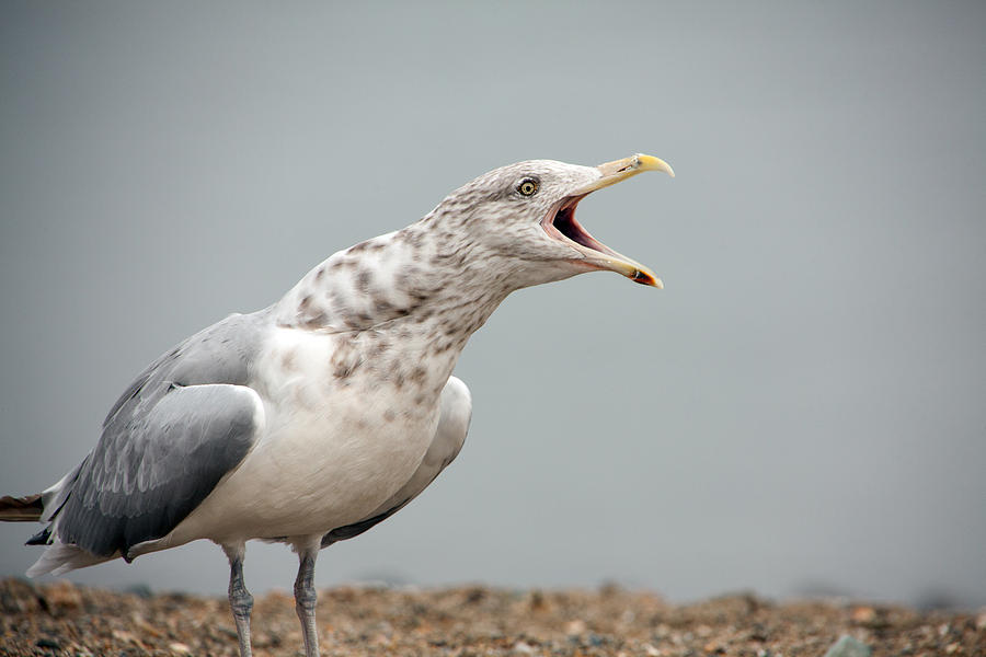 Seagull Photograph - Gull SInger by Karol Livote