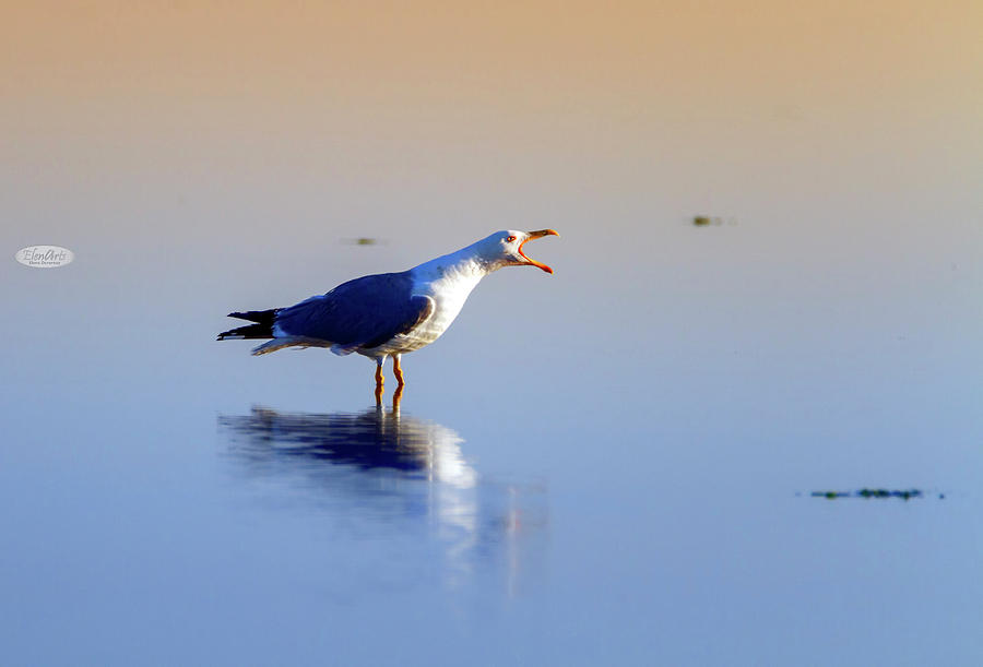 Gull singing on the water, Camargue, France Photograph by Elenarts - Elena Duvernay photo