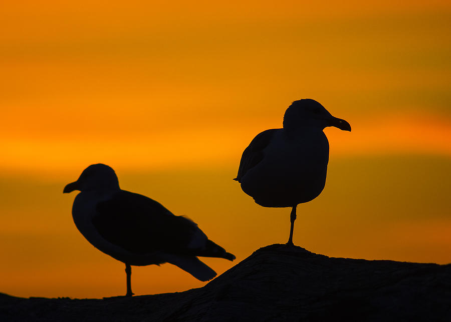 Gull Sunset Silhouettes Photograph by Robert Potts