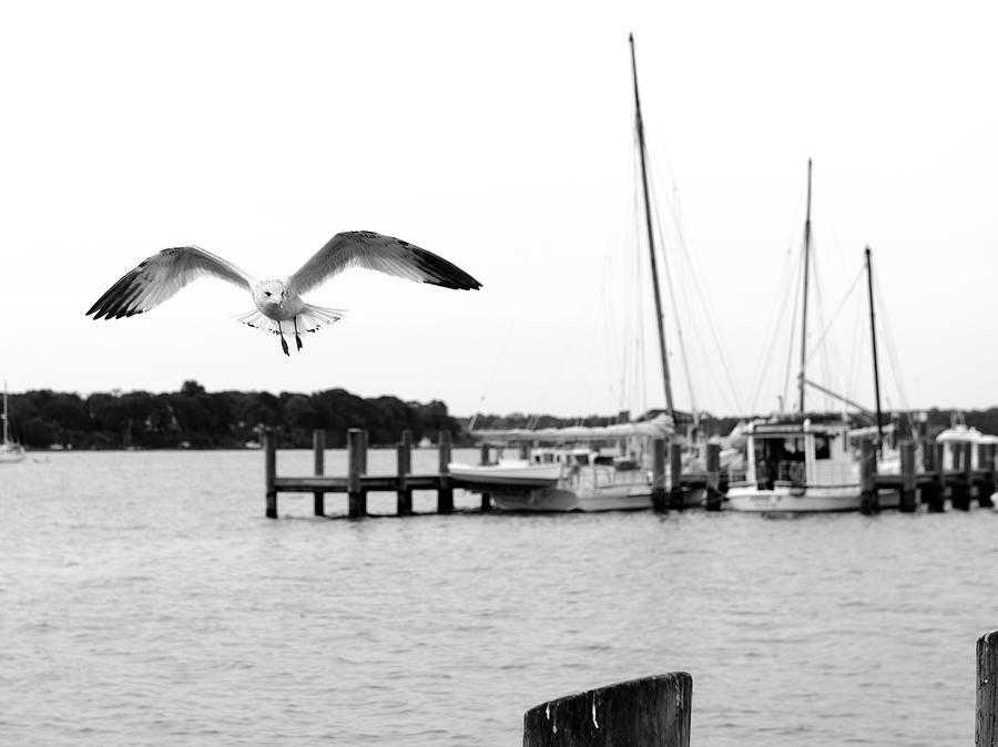 Gull Wing Photograph by Harold Piskiel