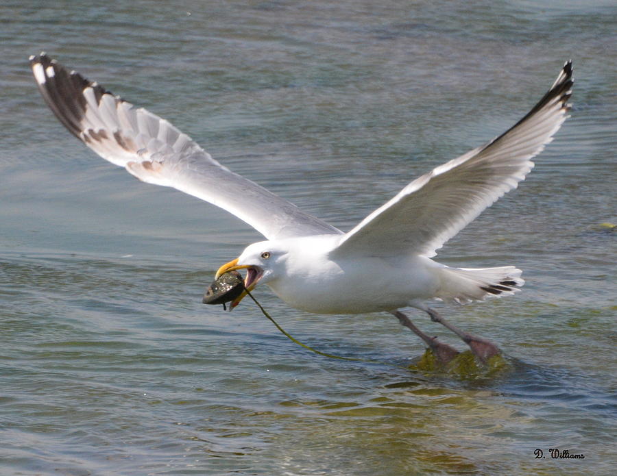 Gull with a Clam Photograph by Dan Williams