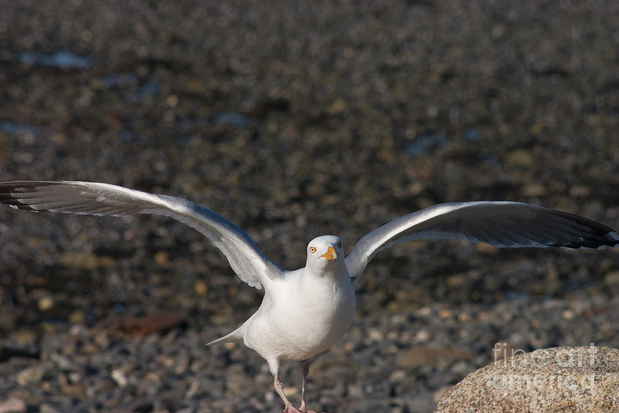 Gull with Attitude Photograph by David Bishop