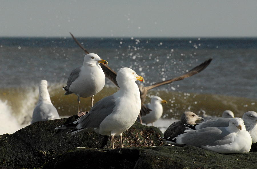 Bird Photograph - Gulls 104 by Joyce StJames