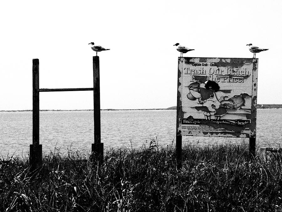 Gulls 2 Photograph by Skip Hunt