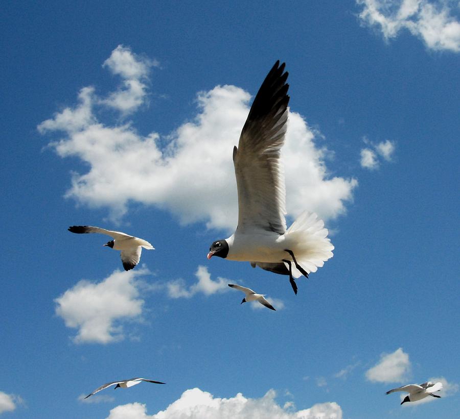 Bird Photograph - Gulls 44 by Joyce StJames