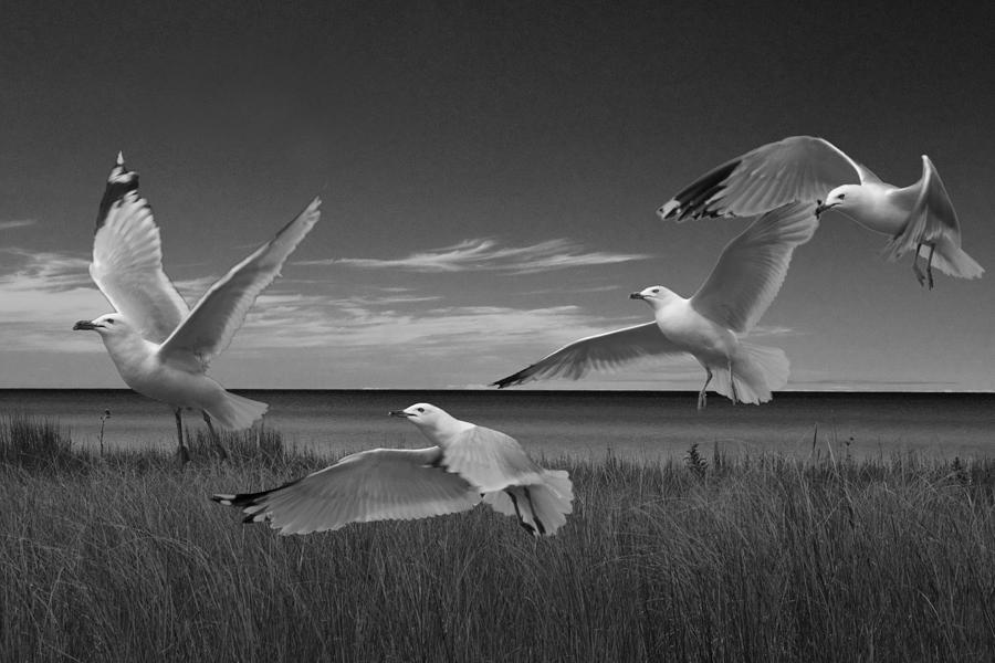 Gulls along the Shore Photograph by Randall Nyhof