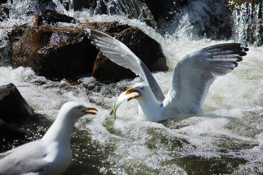 Gulls and Alewives Photograph by John Meader