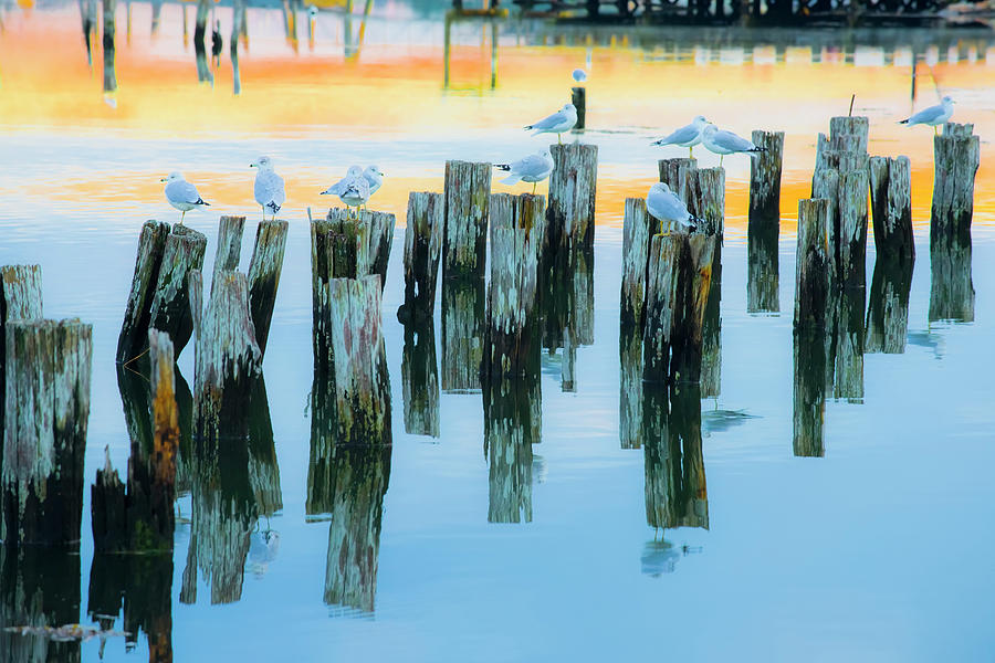 Gulls and Pilings  Photograph by Jeff Cooper
