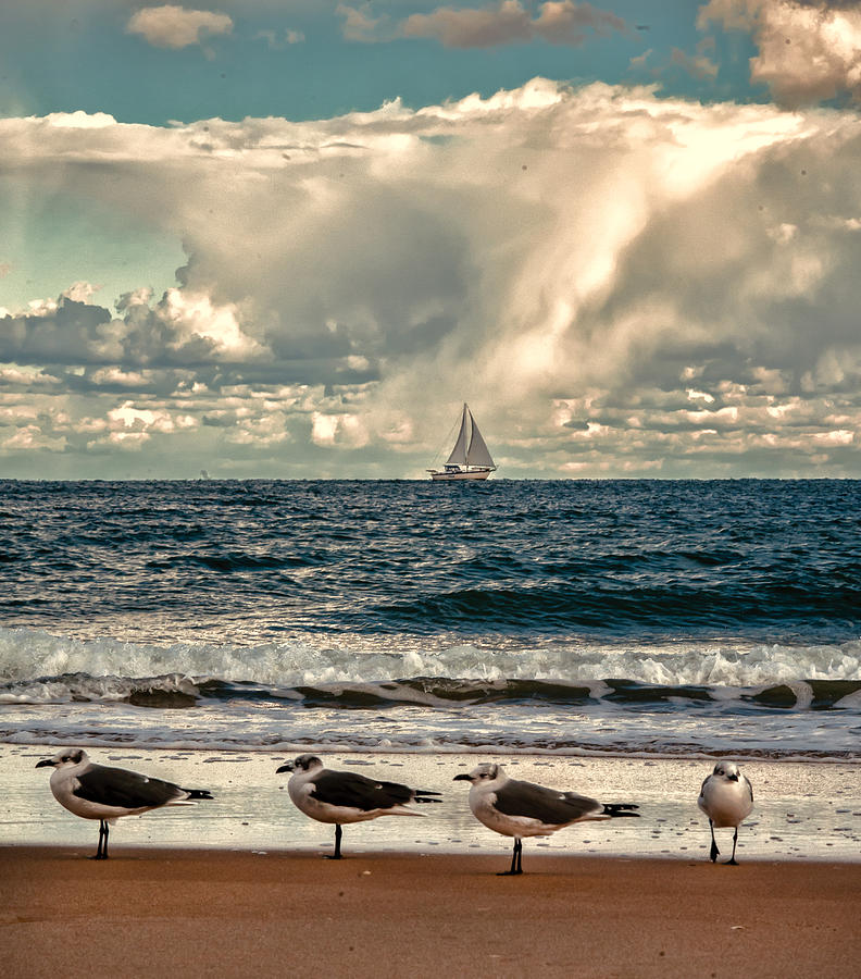 Gulls and Sails Photograph by Jim Moore