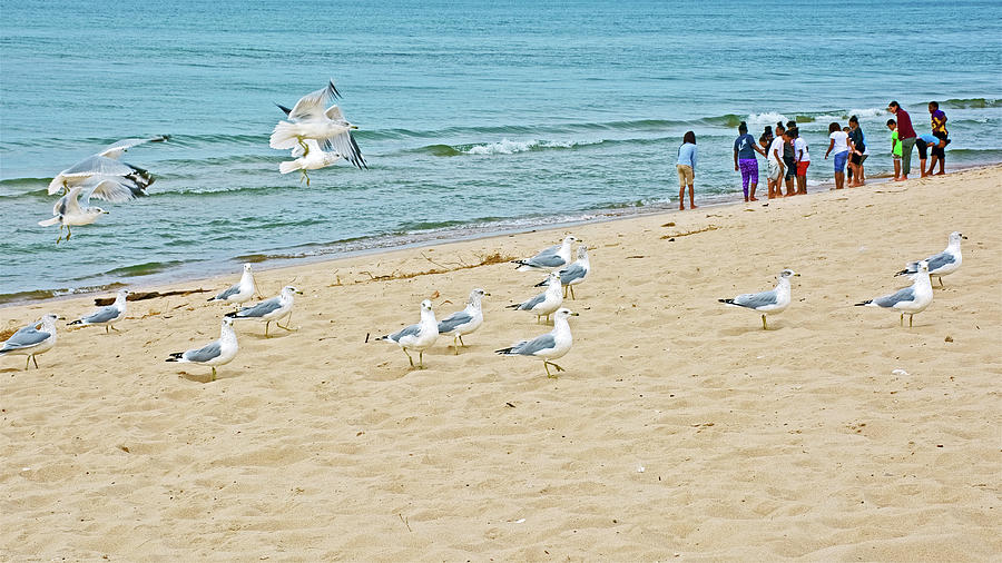 Gulls and School Kids at  North Beach Park in Ottawa County, Michigan Photograph by Ruth Hager
