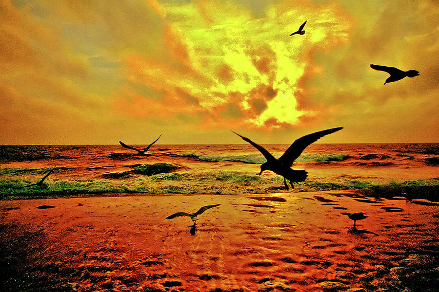 Gulls at Dawn Photograph by Bill Jonscher