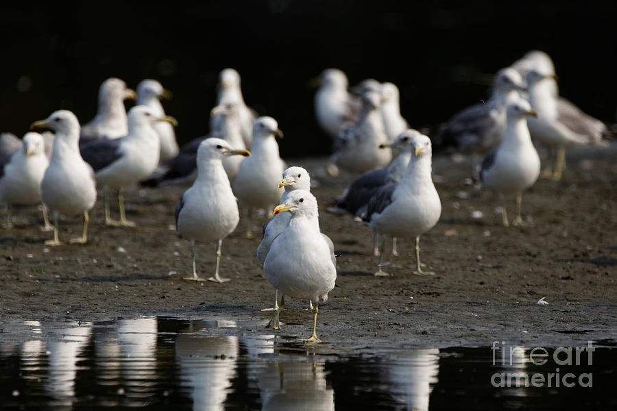 Gulls at the Beach Photograph by Sue Harper Gulls at the Beach Photograph by Sue Harper