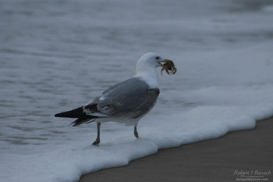 Gulls Breakfast Photograph by Robert Banach