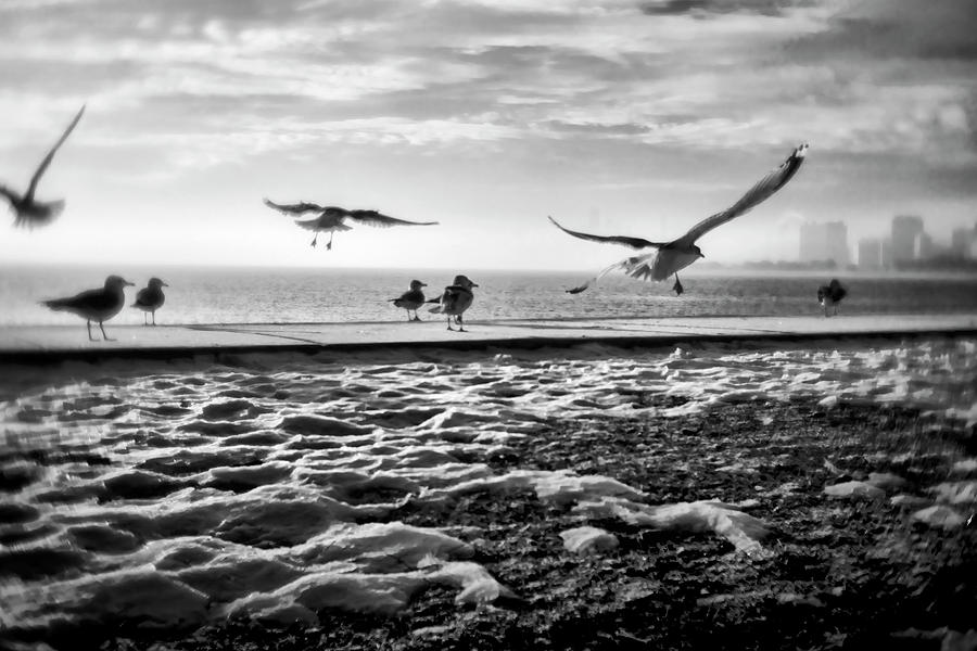 Gulls by Chicago lakefront Photograph by Sven Brogren