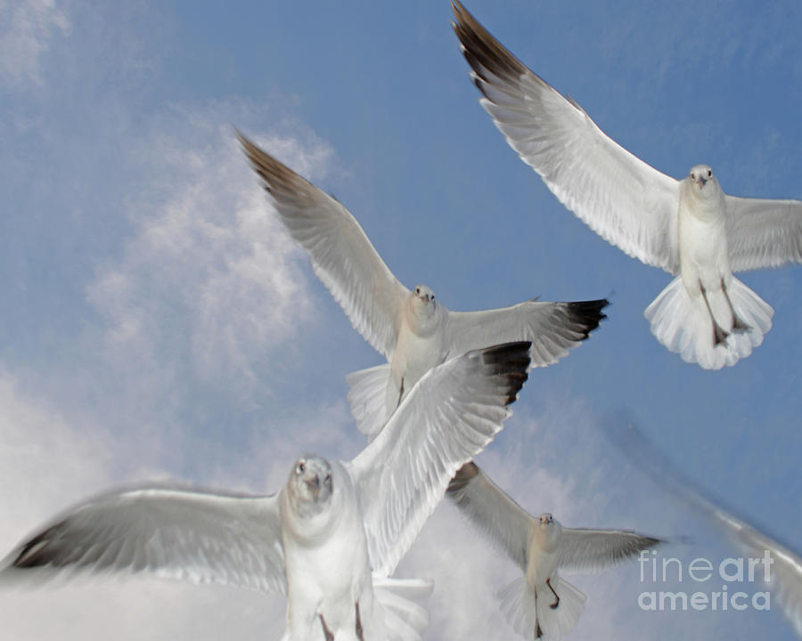 Seagull Photograph - Gulls  by Calvin Wehrle