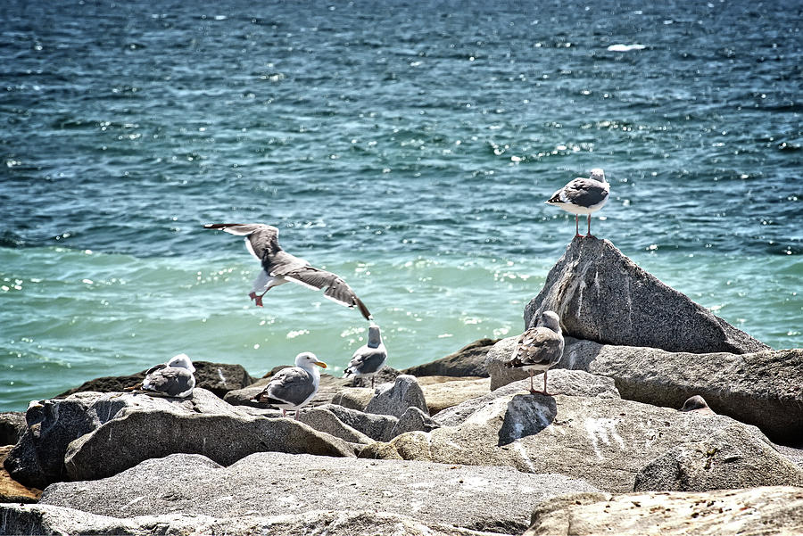 Gulls Photograph by Camille Lopez