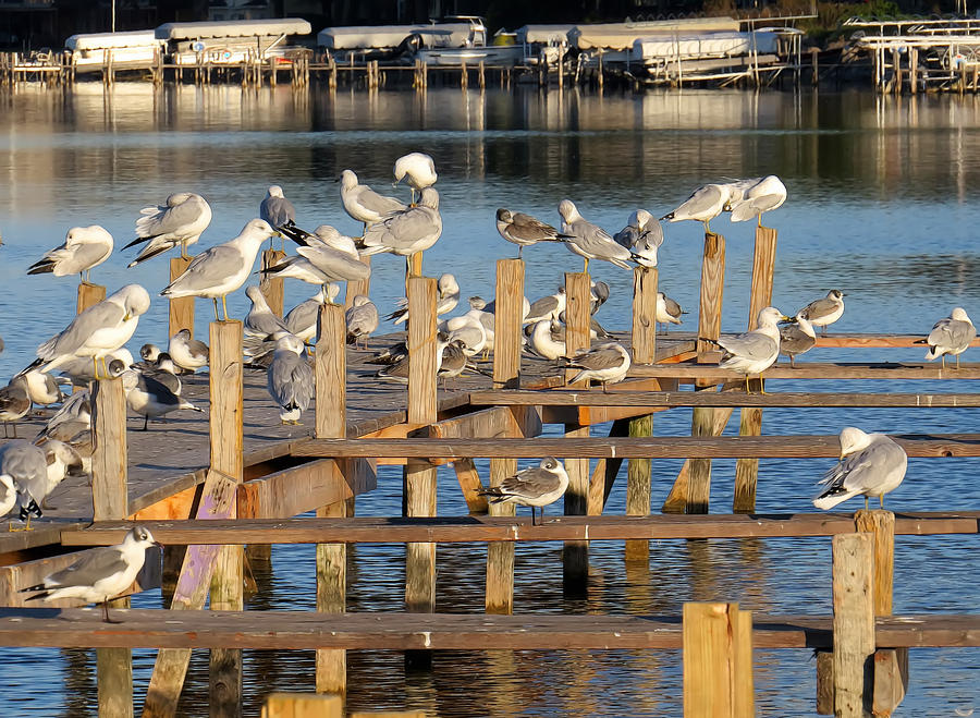 Dock Photograph - Gulls by Carolyn Fletcher