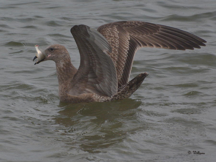 Gulls Catch Photograph by Dan Williams