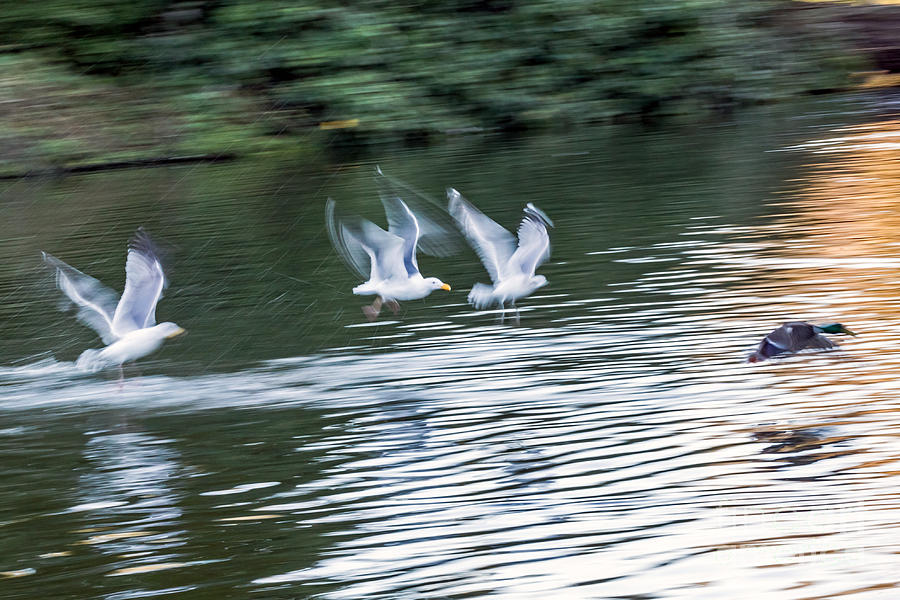 Gulls Chase Mallard Photograph by Kate Brown