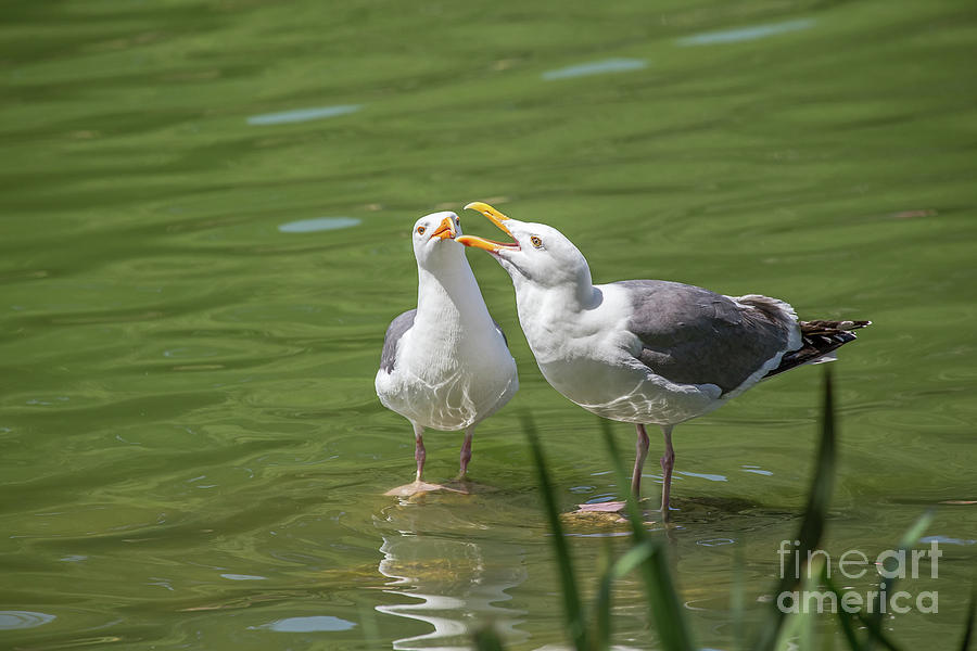 Bird Photograph - Gulls Courting by Kate Brown