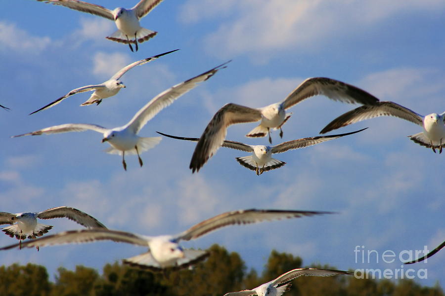 Gulls En Masse Photograph by Angela Rath