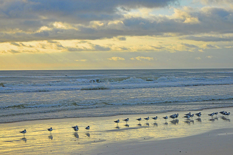 Gulls Enjoying Sunset Photograph by Alan Lenk
