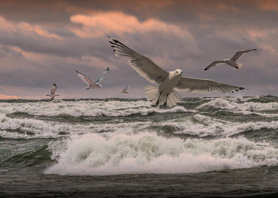 Gulls Flying at Sunset Photograph by Randall Nyhof