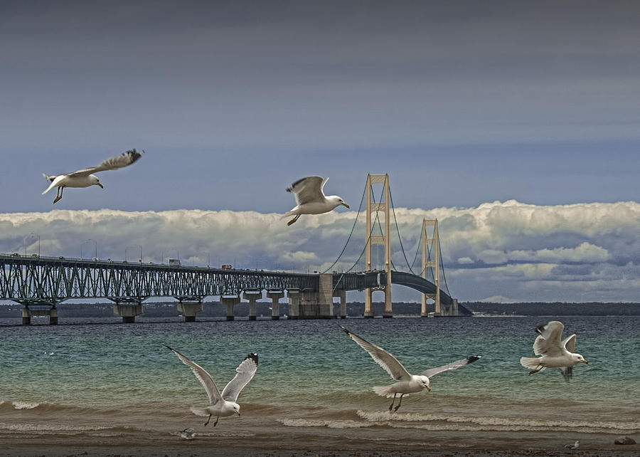 Gulls Flying by the Bridge at the Straits of Mackinac Photograph by Randall Nyhof