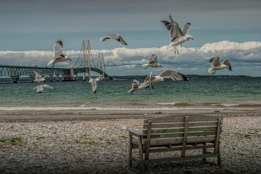 Gulls Flying by the Mackinac Bridge at the Straits with Park Bench Photograph by Randall Nyhof