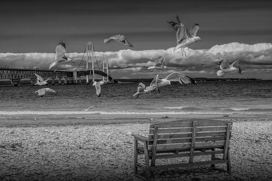Gulls Flying by the Mackinac Bridge in Black and White Photograph by Randall Nyhof
