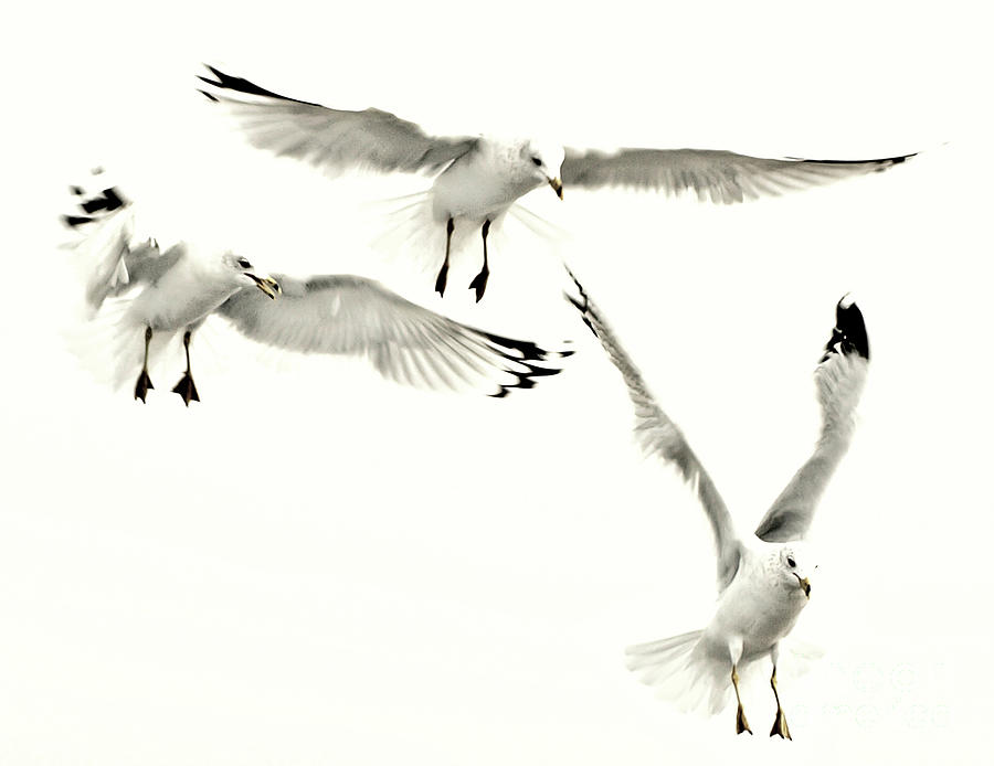 Gulls Flying HDR Photograph by Raymond Earley