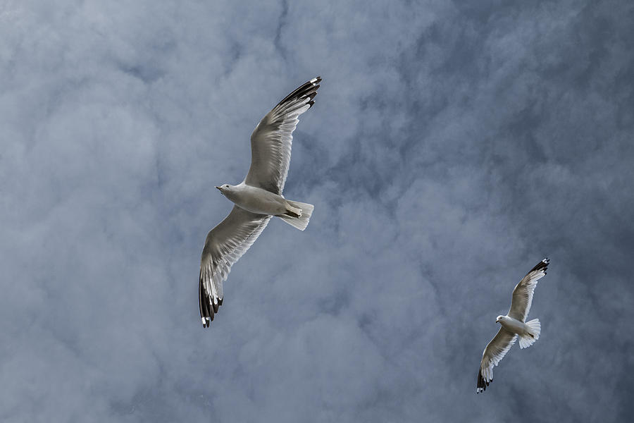 Gulls Flying High in the Cloudy Blue Sky Photograph by Randall Nyhof