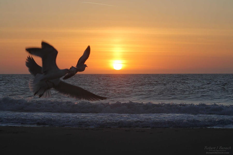 Animal Photograph - Gulls Flying Off Into Sunrise by Robert Banach