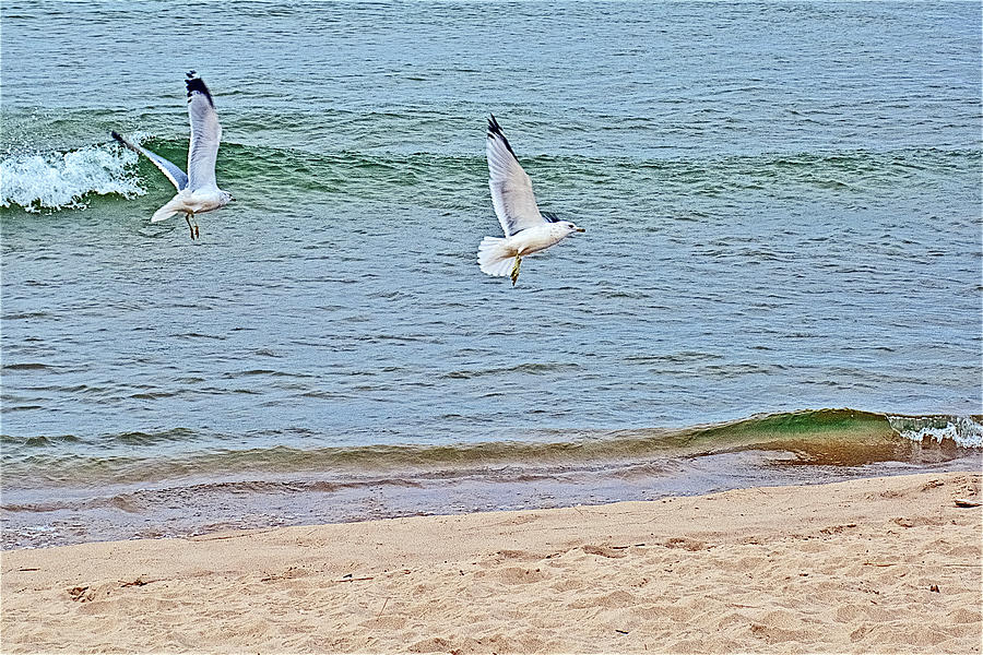 Gulls Flying Over North Beach Park in Ottawa County, Michigan Photograph by Ruth Hager