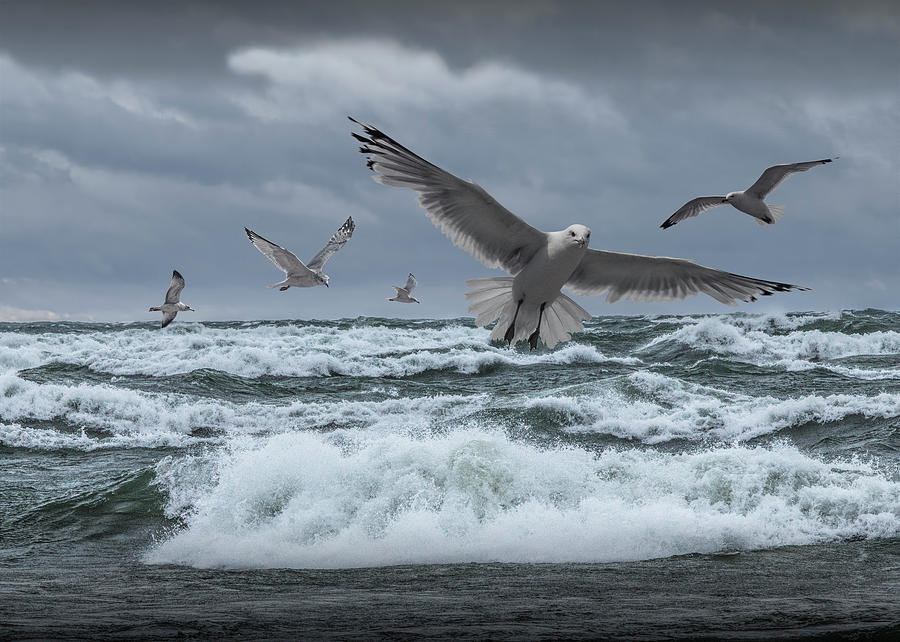 Gulls Flying over the surf on Lake Michigan Photograph by Randall Nyhof